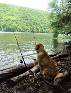 a dog is sitting on the shore with fishing rods