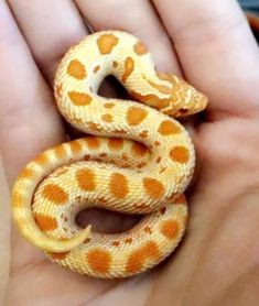 a small orange and white snake in someone's hand