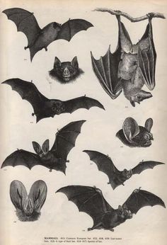 an old book with pictures of bats and other animals on it's pages, including one bat