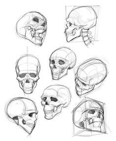 sketches of the human head and neck in various positions, with different angles to each side