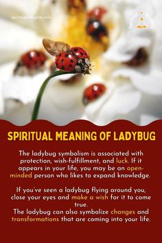 Spiritual Meaning of Ladybug Spiritual Meaning Of A Ladybug, Spiritual Meaning Of Ladybugs, Ladybug Symbolism, Animal Meanings