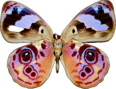 an orange and brown butterfly with blue eyes