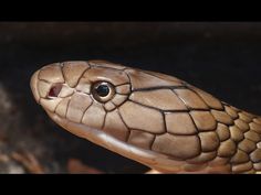 a close up of a brown snake on a branch