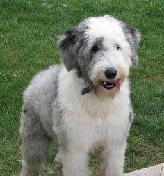 a small white and gray dog standing on top of a green grass covered park area