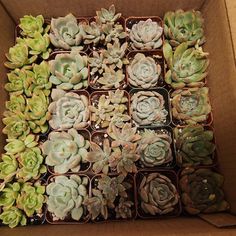 there are many succulents in the box