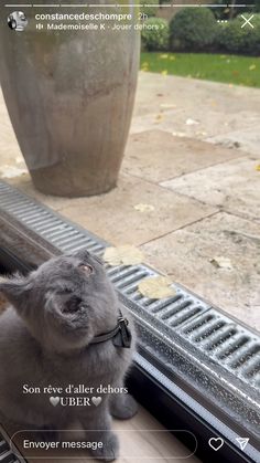 a grey cat sitting on top of a window sill