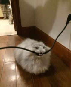 a white cat sitting on top of a wooden floor next to a hair dryer