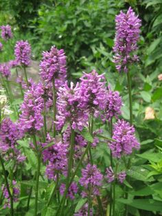 purple flowers are blooming in the garden