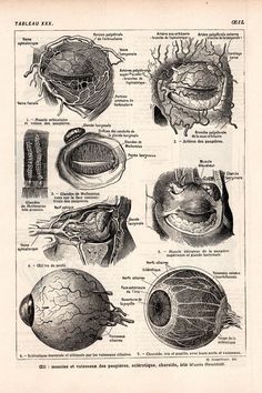 1924 Vintage Scientific Eye Original Print Wall Art Eye Medical, Vintage Medical Art, Medical Decor, Eye Anatomy, Human Body Anatomy