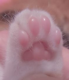 the paw of a cat that is laying down