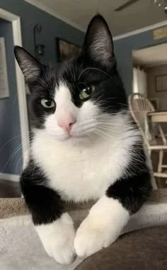 a black and white cat sitting on top of a bed looking at the camera with green eyes