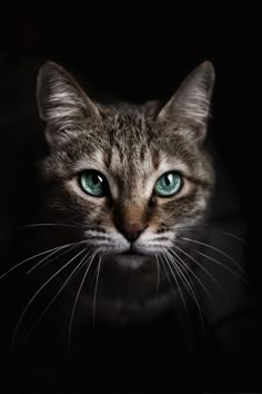 a cat with blue eyes looking at the camera