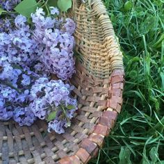 wicker basket filled with purple flowers in the grass