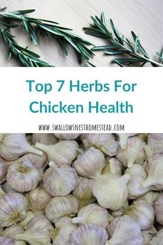 the top 7 herbs for chicken health that you can use in your recipe or salad