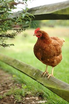 a brown chicken standing on top of a wooden fence next to a green grass covered field