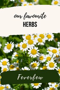 white and yellow flowers with the words, on favorite herbs in green lettering