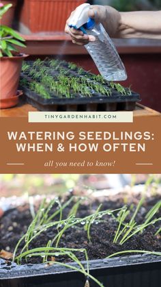 someone is watering the plants in their garden, with text overlay that reads watering seedlings when and how to know