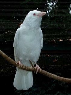 a white bird sitting on top of a tree branch