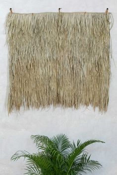 a potted plant sitting in front of a white wall