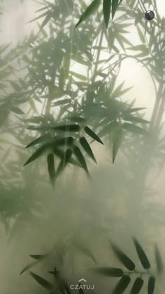 bamboo leaves are seen through the mist in this photo