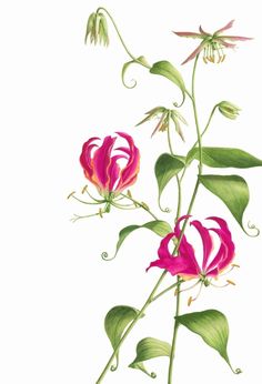 an illustration of pink flowers with green leaves