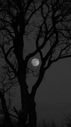 a full moon is seen through the branches of a tree at night in black and white