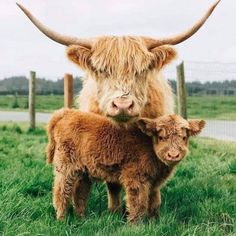 two brown cows standing next to each other on a lush green field