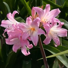 some pink flowers are blooming in the sun