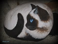 a black and white cat with blue eyes laying down