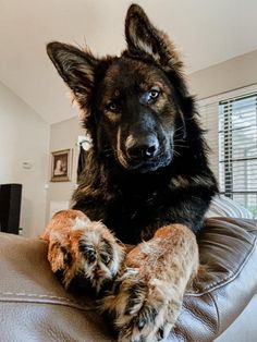 a large black and brown dog laying on top of a leather couch next to a window