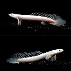 two pictures of fish in the dark one is white and the other is gray with black stripes