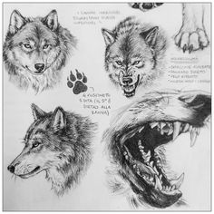 some drawings of wolfs with their mouths open