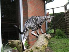 a cat walking on top of a tree branch