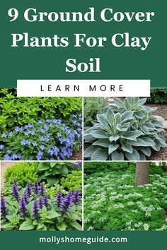 the 9 ground cover plants for clay soil with text overlay that reads, learn more