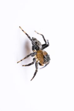 a black and brown spider sitting on top of a white surface