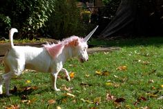 a white dog with pink hair walking in the grass