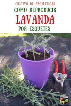 a potted plant with scissors on the ground next to it and text that reads cultito de aromaicas como reprodir lavanda por esqquites