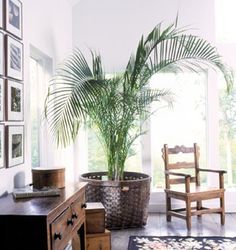 a potted plant sitting on top of a wooden table next to a chair and window