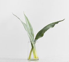 a green plant in a glass vase on a white table top with water droplets around it