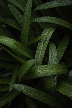 some green plants with water drops on them