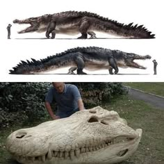 two pictures of an alligator and a man standing next to it