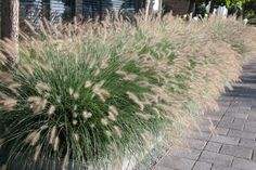 some very pretty plants by the side of the road