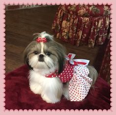 a small dog sitting on top of a red blanket