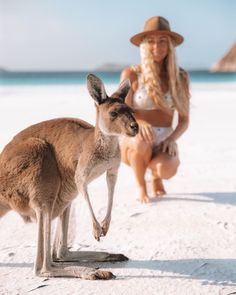 a woman kneeling down next to a kangaroo on the beach