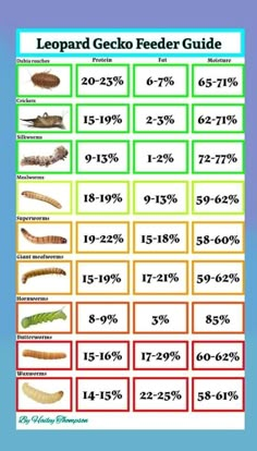 the leopard gecko feeder guide is shown in red, green and blue with numbers on it