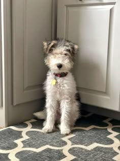 a small white dog sitting on top of a rug in front of a kitchen cabinet