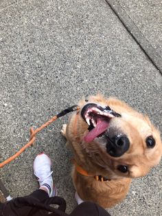 a dog with it's mouth open standing next to a persons leg and shoes