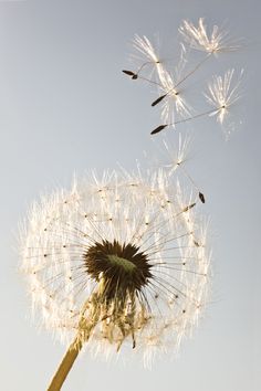 three dandelions blowing in the wind on a clear day with blue sky behind them