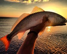 a person holding a fish in their hand at the water's edge while the sun sets