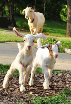 three baby goats are running around in the grass and some trees, one is white with brown ears